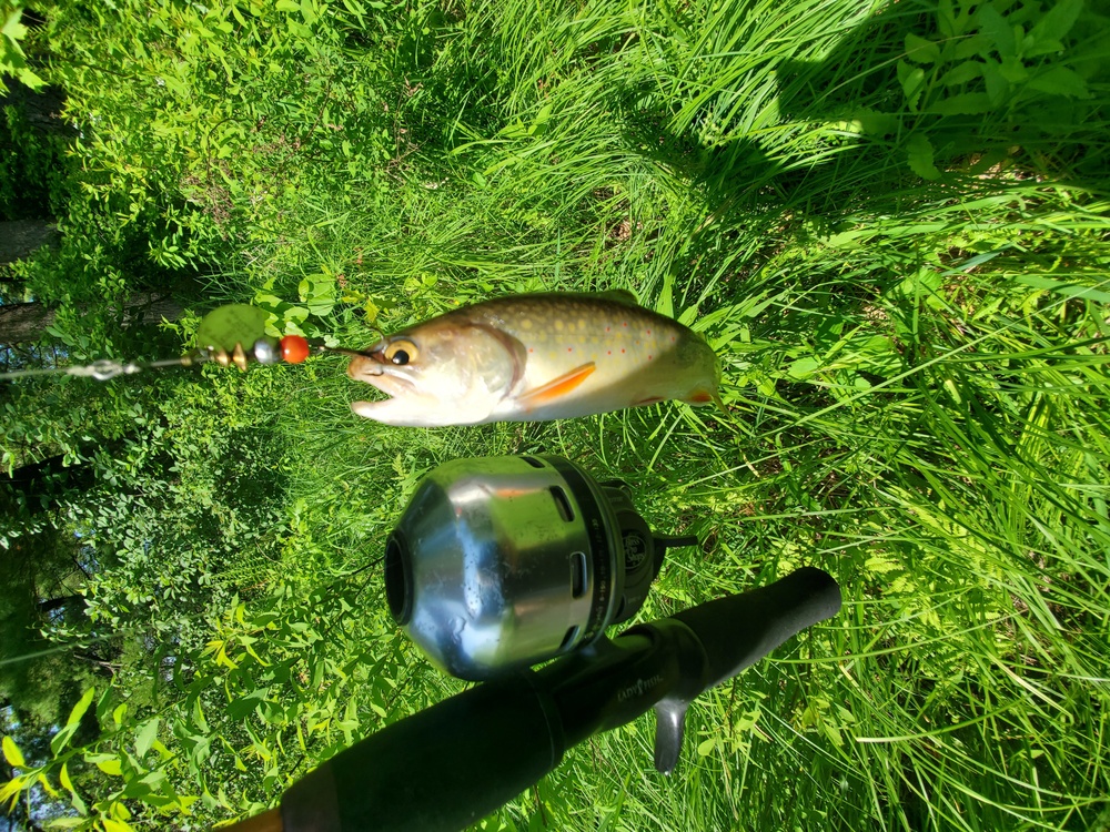 Trout of Fort McCoy waterways