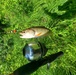Trout of Fort McCoy waterways