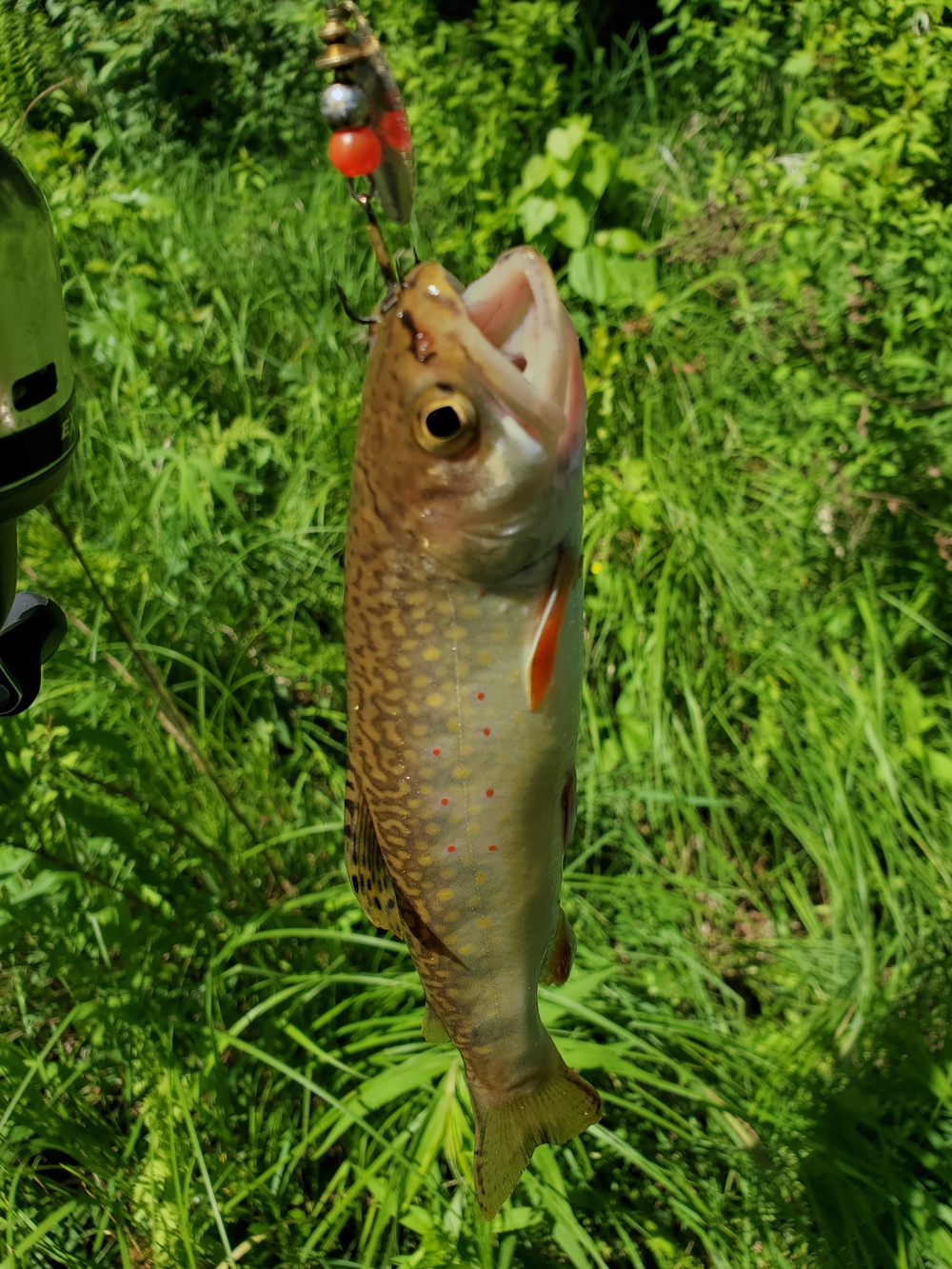 Trout of Fort McCoy waterways