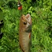 Trout of Fort McCoy waterways