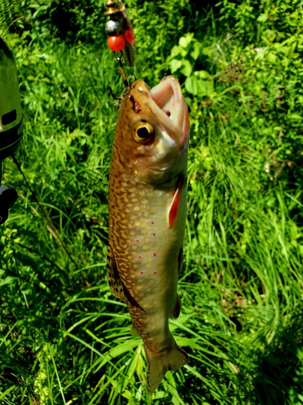 Trout of Fort McCoy waterways