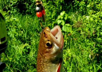 Photo Essay: Trout of Fort McCoy waterways