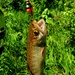 Trout of Fort McCoy waterways