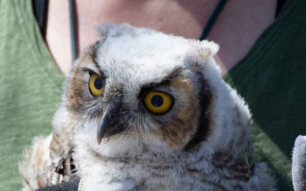 DPG Young Owl Rescue