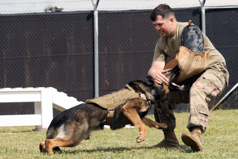 KFOR K9s demonstrate biting, scouting, other capabilities
