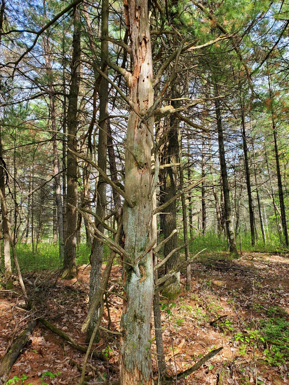 Fort McCoy's Pine View Recreation Area