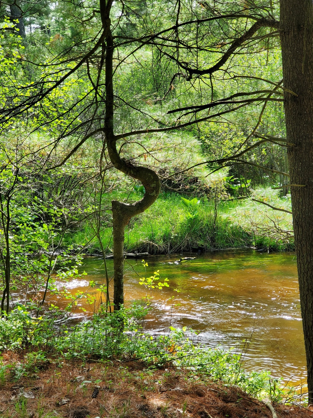 Fort McCoy's Pine View Recreation Area