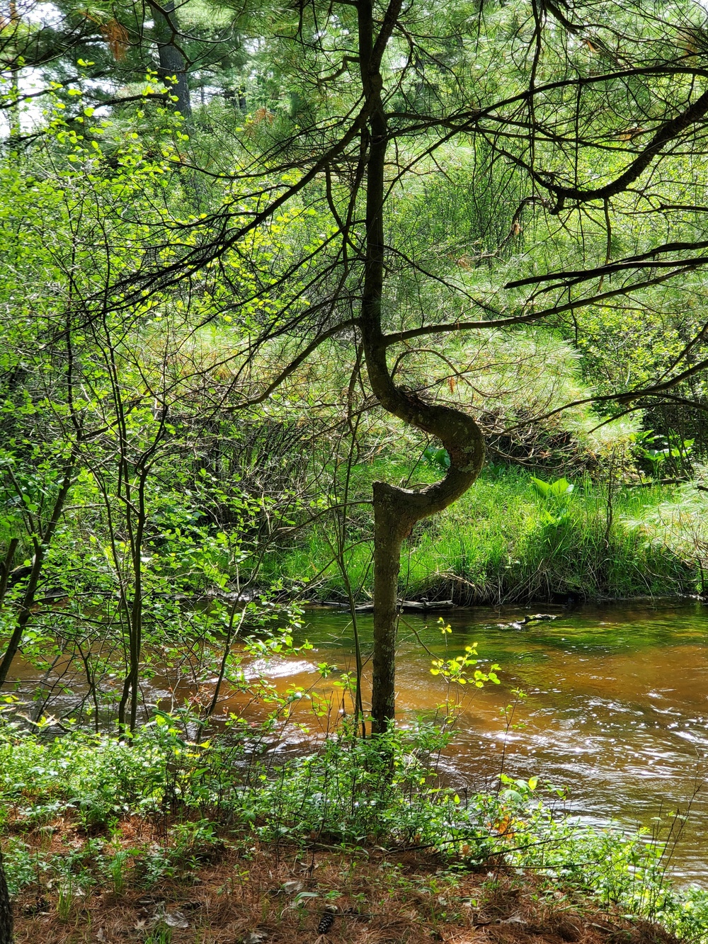 Fort McCoy's Pine View Recreation Area