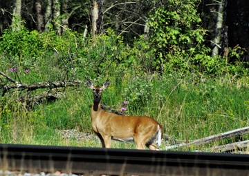 2020 gun-deer season set for Nov. 21-29 at Fort McCoy
