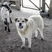 Geronimo Jack keeps Ops Gp farm animals safe, in step