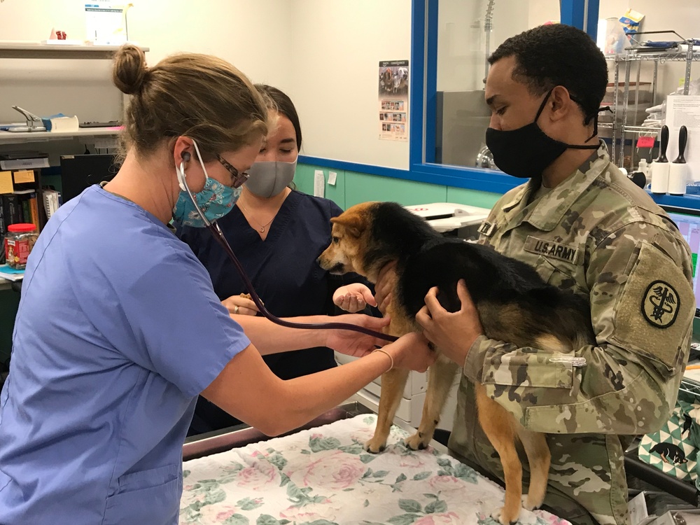 Kadena’s Veterinary Clinic Mission Ready, Prepares for PCS Season