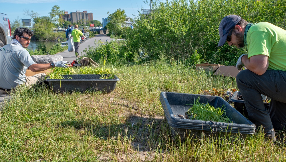 Unity Island plantings
