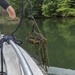 USACE- Buffalo District, Penn. DCNR, Ohio DNR conduct plant survey at Pymatuning Reservoir