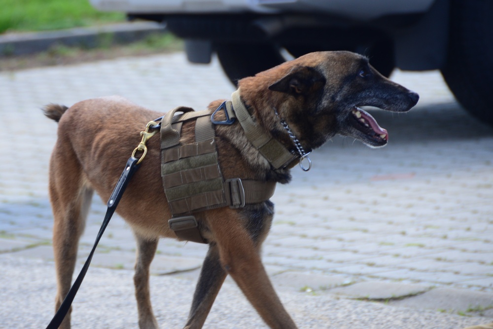 Military Working Dog