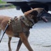 Military Working Dog