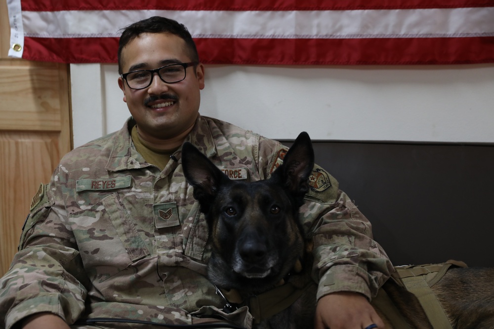 Joint Efforts Lead to Life-Saving Transport and Treatment of Military Working Dog