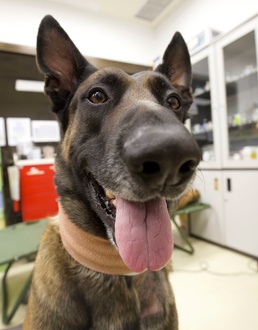 Joint Efforts Lead to Life-Saving Transport and Treatment of Military Working Dog