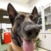 Joint Efforts Lead to Life-Saving Transport and Treatment of Military Working Dog