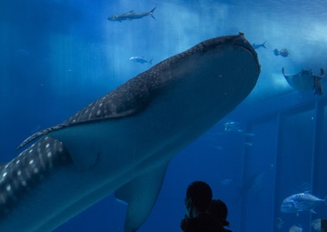 Sharks, sunshine and tacos: Service members island-wide safely enjoy relaxed COVID-19 restrictions