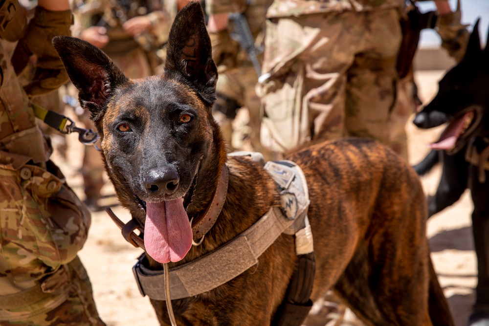 K9 and Norwegian Coalition Room Clearing