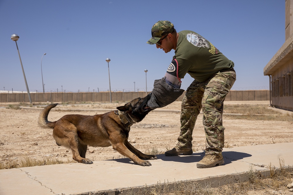 K9 and Norwegian Coalition Room Clearing