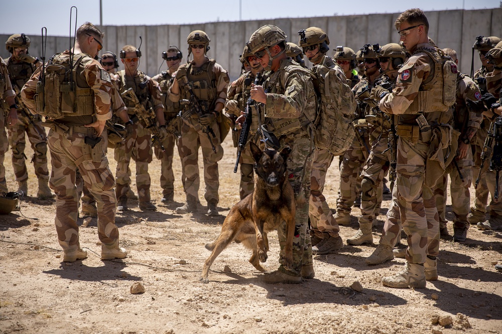 K9 and Norwegian Coalition Room Clearing