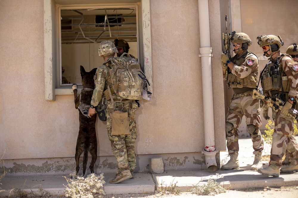 K9 and Norwegian Coalition Room Clearing