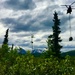 Into the Wild Bus removal