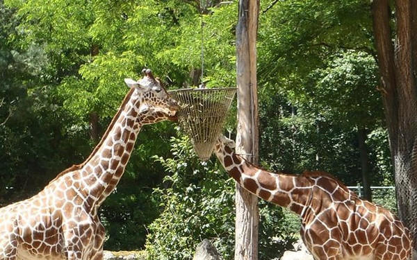 Giraffes at the Nürnberg zoo