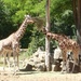 Giraffes at the Nürnberg zoo