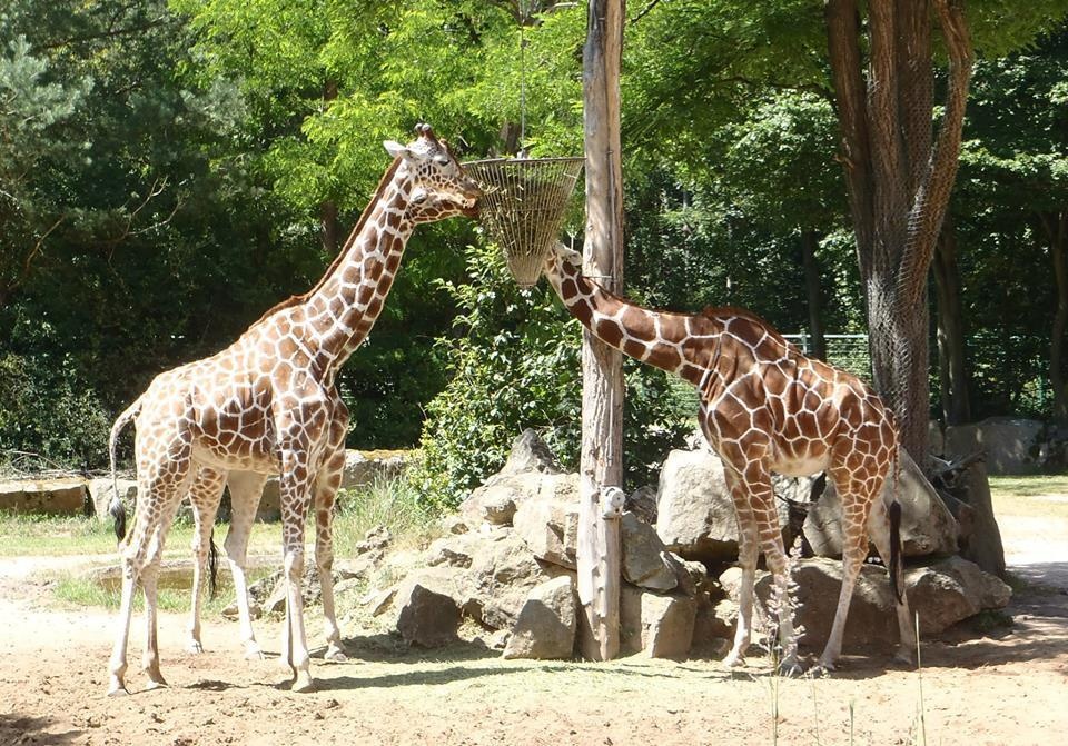 Giraffes at the Nürnberg zoo