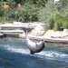 Dolphin laguna at Nürnberg zoo