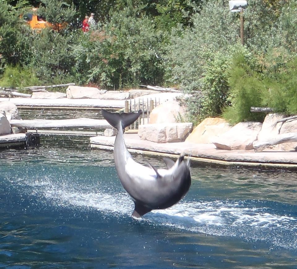 Dolphin laguna at Nürnberg zoo
