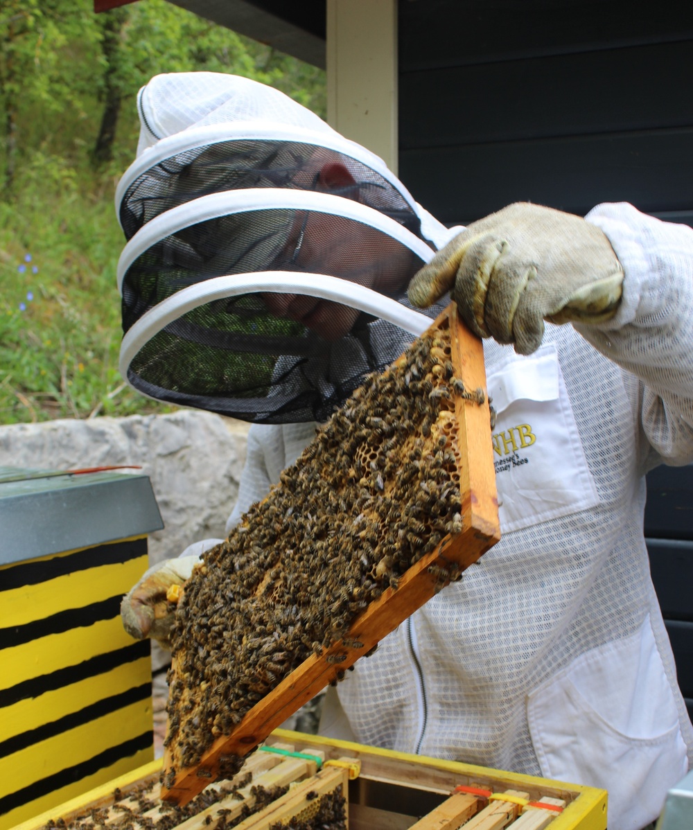 Bee keeping in Ansbach