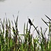 Fort McCoy's West Sandy Lake Fishing and Recreation Area