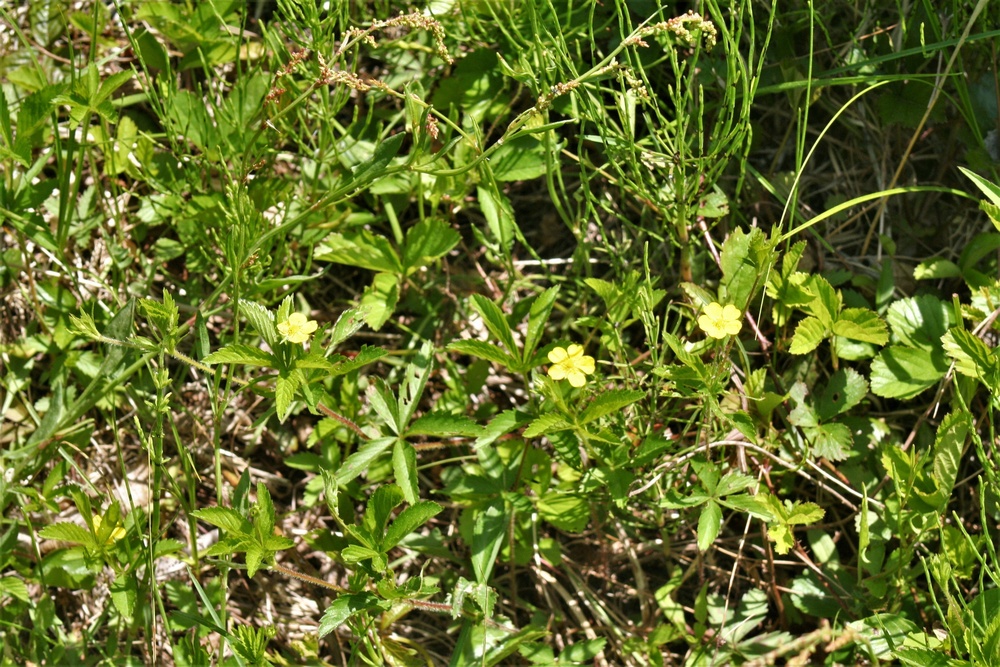 Scenes of Pine View Recreation Area at Fort McCoy