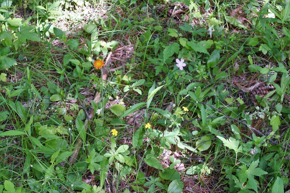 Scenes of Pine View Recreation Area at Fort McCoy