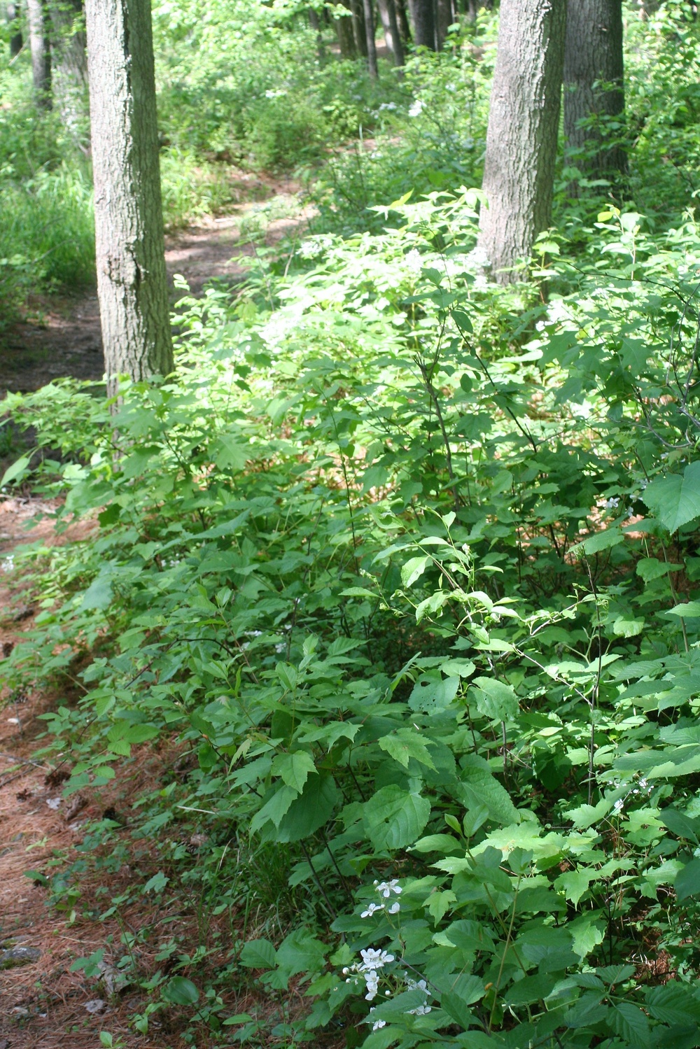 Scenes of Pine View Recreation Area at Fort McCoy