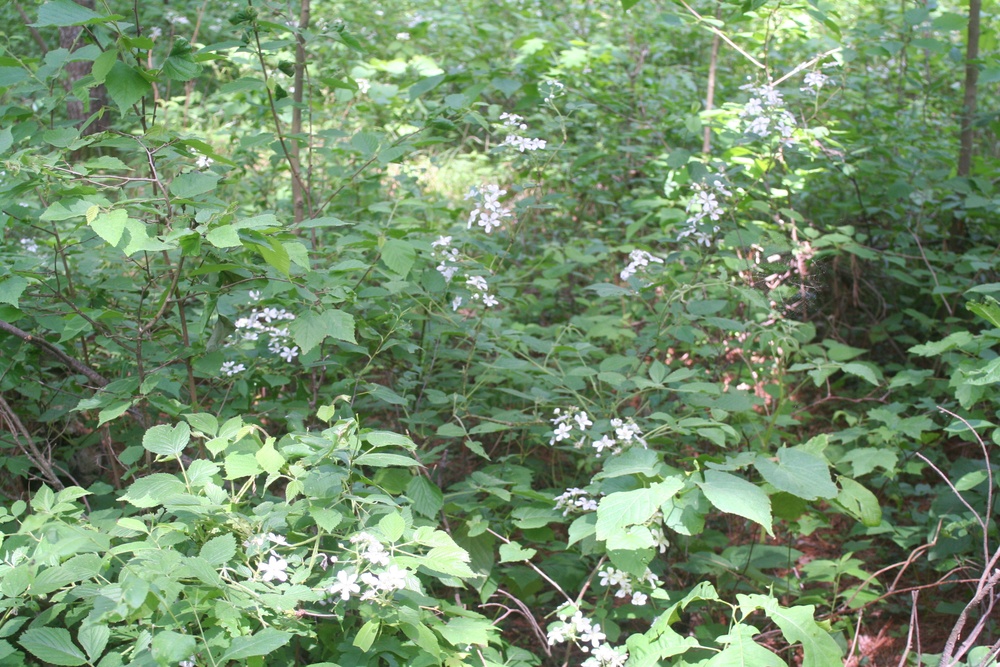 Scenes of Pine View Recreation Area at Fort McCoy