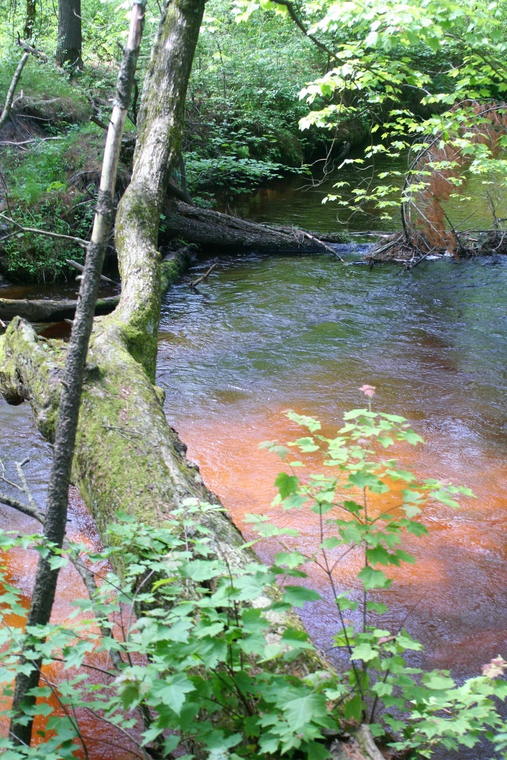 Scenes of Pine View Recreation Area at Fort McCoy