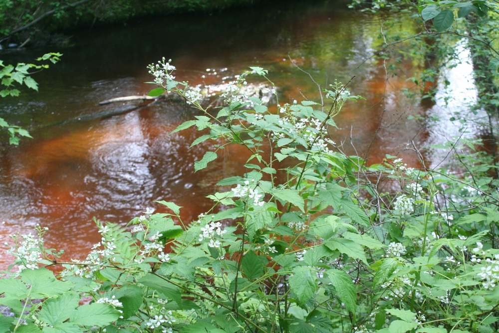 Scenes of Pine View Recreation Area at Fort McCoy