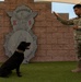 Military Working Dog – Ivan