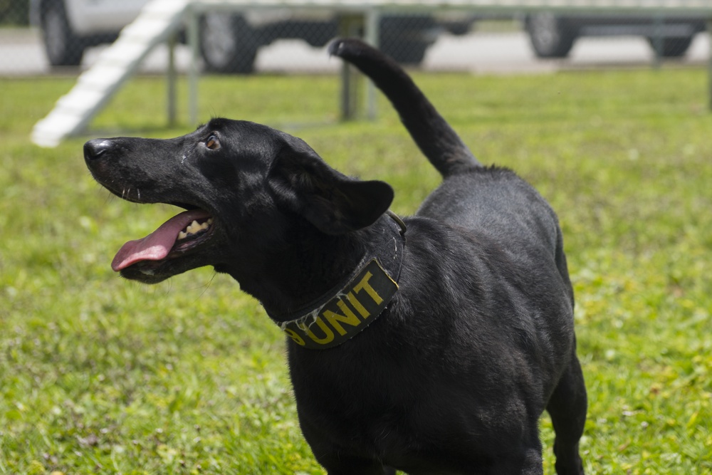 JB Charleston receives labrador military working dog