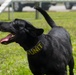 JB Charleston receives labrador military working dog