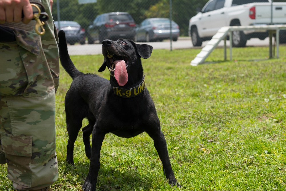 JB Charleston receives labrador military working dog