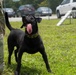 JB Charleston receives labrador military working dog