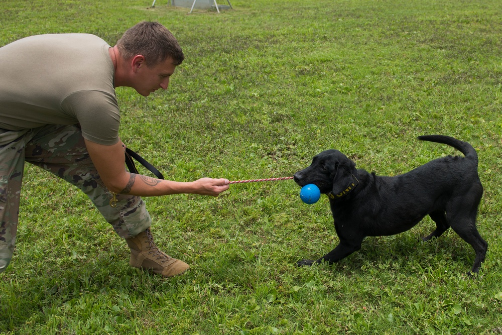 JB Charleston receives labrador military working dog