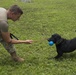 JB Charleston receives labrador military working dog