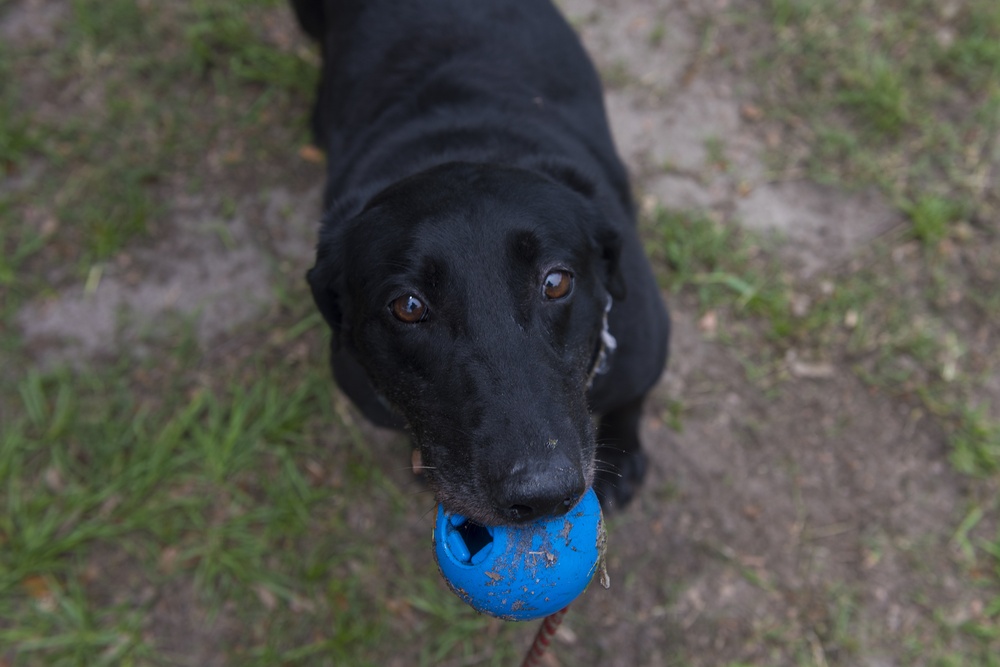 DVIDS - News - JB Charleston receives Labrador military working dog