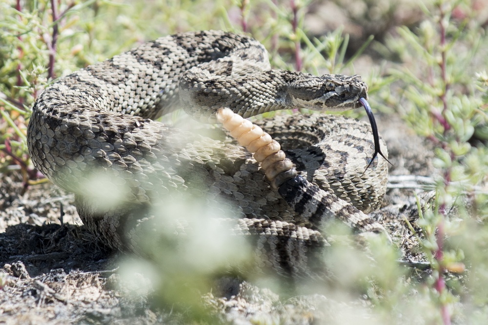 There’s a snake in my boot – Key military leaders assist with tagging and the study of rattlesnakes